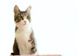 gattina curiosa