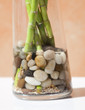 bamboo in vaso