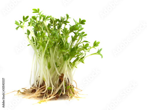 Photo: Fresh Cresses Fresh Cresses