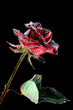 red rose with water drops over the black red rose with water drops over the black