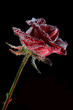 red rose with water drops over the black red rose with water drops over the black