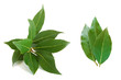Fresh bay leaves