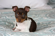Puppy Relaxing