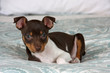 Pampered Puppy