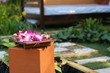 Orchid in the spa