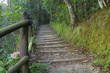 path in the woods