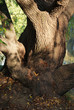 trunk of tree in autumn park
