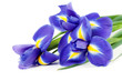 iris bouquet