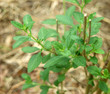 Brisée, verveine anisée, lippia alba Brisée, verveine anisée, lippia alba