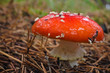 Fly Agaric