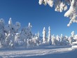 forêt finlandaise