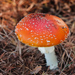 Fly Agaric