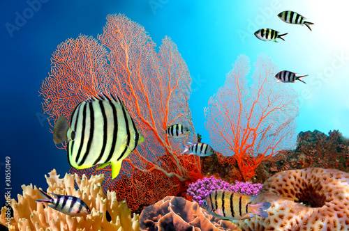 Photo: Eight-banded Butterflyfish (Chaetodon octofasciatus) Eight-banded Butterflyfish (Chaetodon octofasciatus)