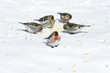 Birds eating seeds on snow Birds eating seeds on snow