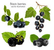 Vector illustration. Set of black berries with leaves.