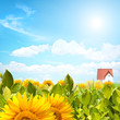 Sunflower panorama Sunflower panorama