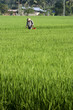 Photo: Asia Paddy Field Asia Paddy Field