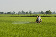 Photo: Asia Paddy Field Asia Paddy Field