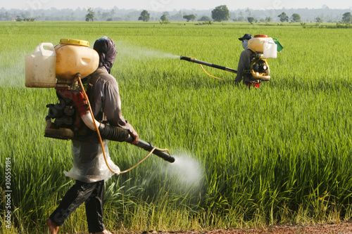 Photo: Asia Paddy Field Asia Paddy Field