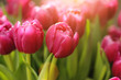 Foto: Red tulip flowers background Red tulip flowers background