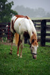 Paint horse grazing in paddock (Lexington, Kentucky).