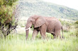 Foto: Elephant Elephant