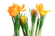 Spring crocuses