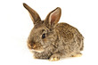 brown  rabbit