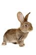 brown  rabbit