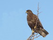 Common Buzzard, Buteo buteo Common Buzzard, Buteo buteo