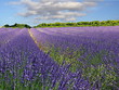 Lavendelfeld in der Provence