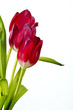 Photo: Tulpe Tulpe