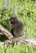 Baby porcupine Baby porcupine