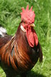 Hen
