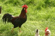 Hen