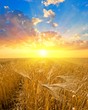 sunset on a wheat field sunset on a wheat field