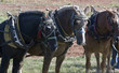 Work Horses