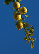 lemon tree