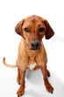 Haustier Hund - Rhodesian Ridgeback