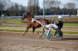 Harness Racing.Trotting horse.