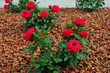 Roseto