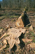 tronc d'arbre coupé