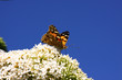 Butterfly cynthia cardui, la belle dame