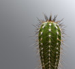 Cactus with spines