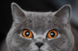 Foto: Scottish cat, eyes wide open, closeup. Scottish cat, eyes wide open, closeup.