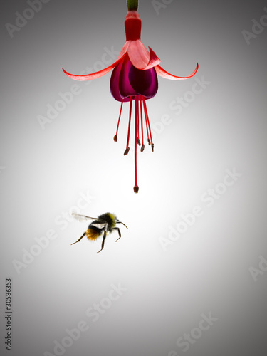 Photo: Bee flying near blooming flower Bee flying near blooming flower