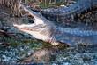 Alligator with jaws wide open