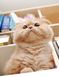 Macro persian cat Macro persian cat