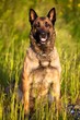 Sitting Malinois