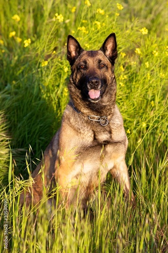 Photo: Malinois in a Field Malinois in a Field